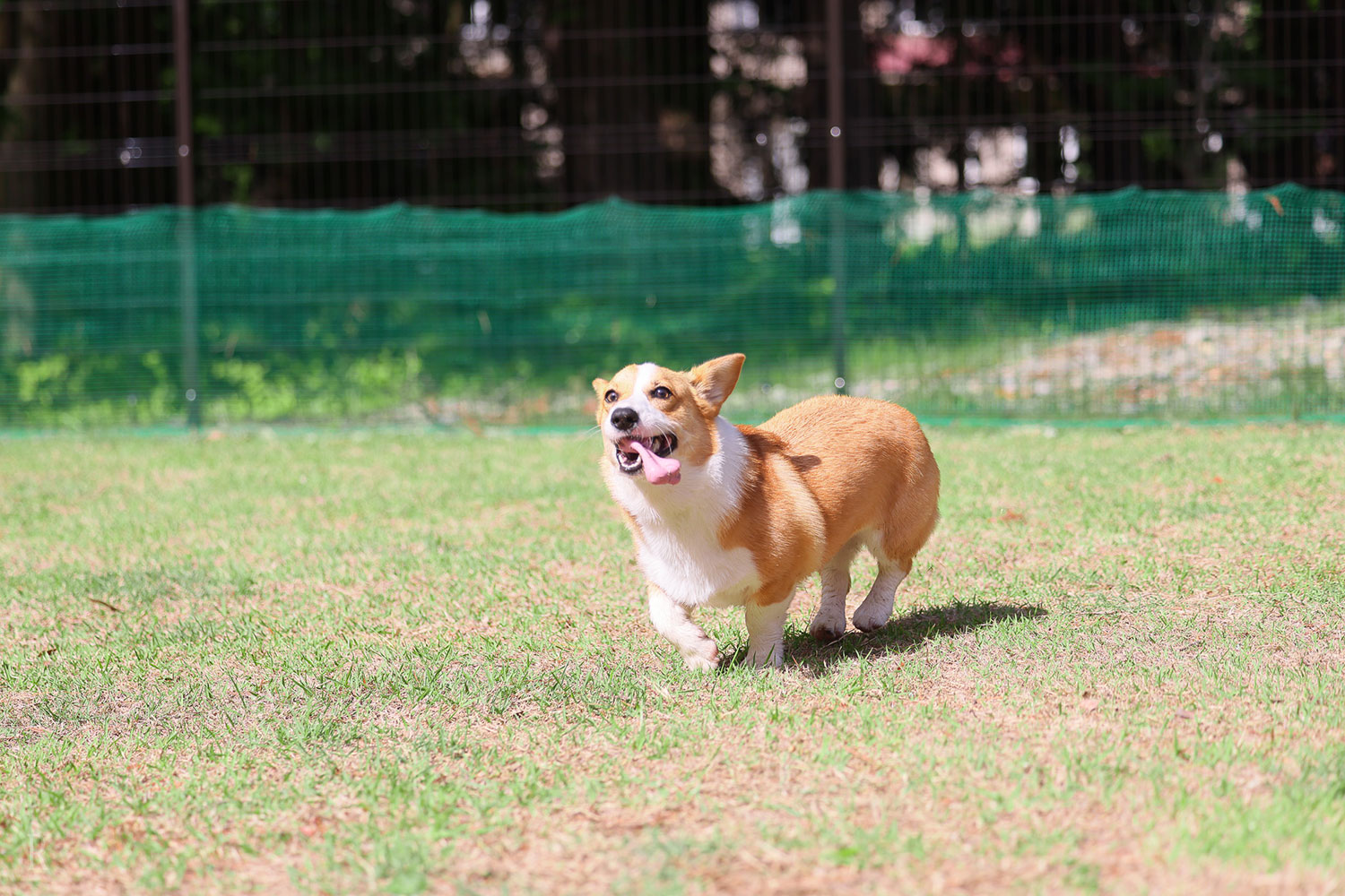 ドッググランピング河⼝湖