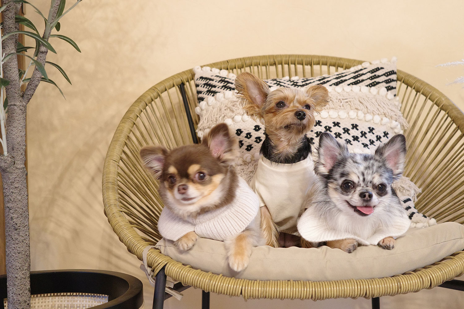 ドッググランピング河⼝湖