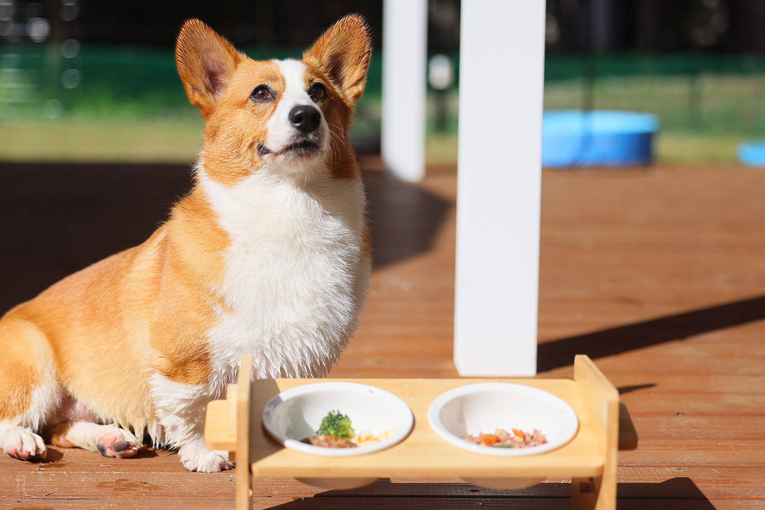 ドッググランピング河⼝湖