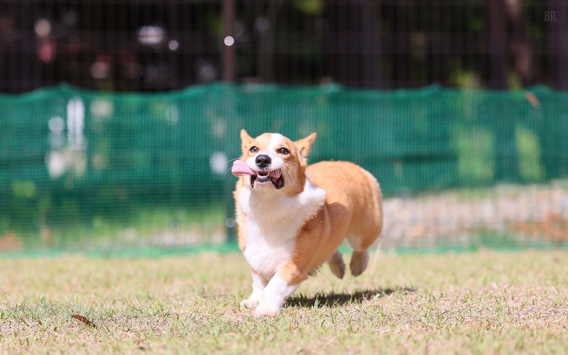 全棟プライベートドッグラン付き！富⼠河⼝湖で愛⽝とアクティブに過ごす